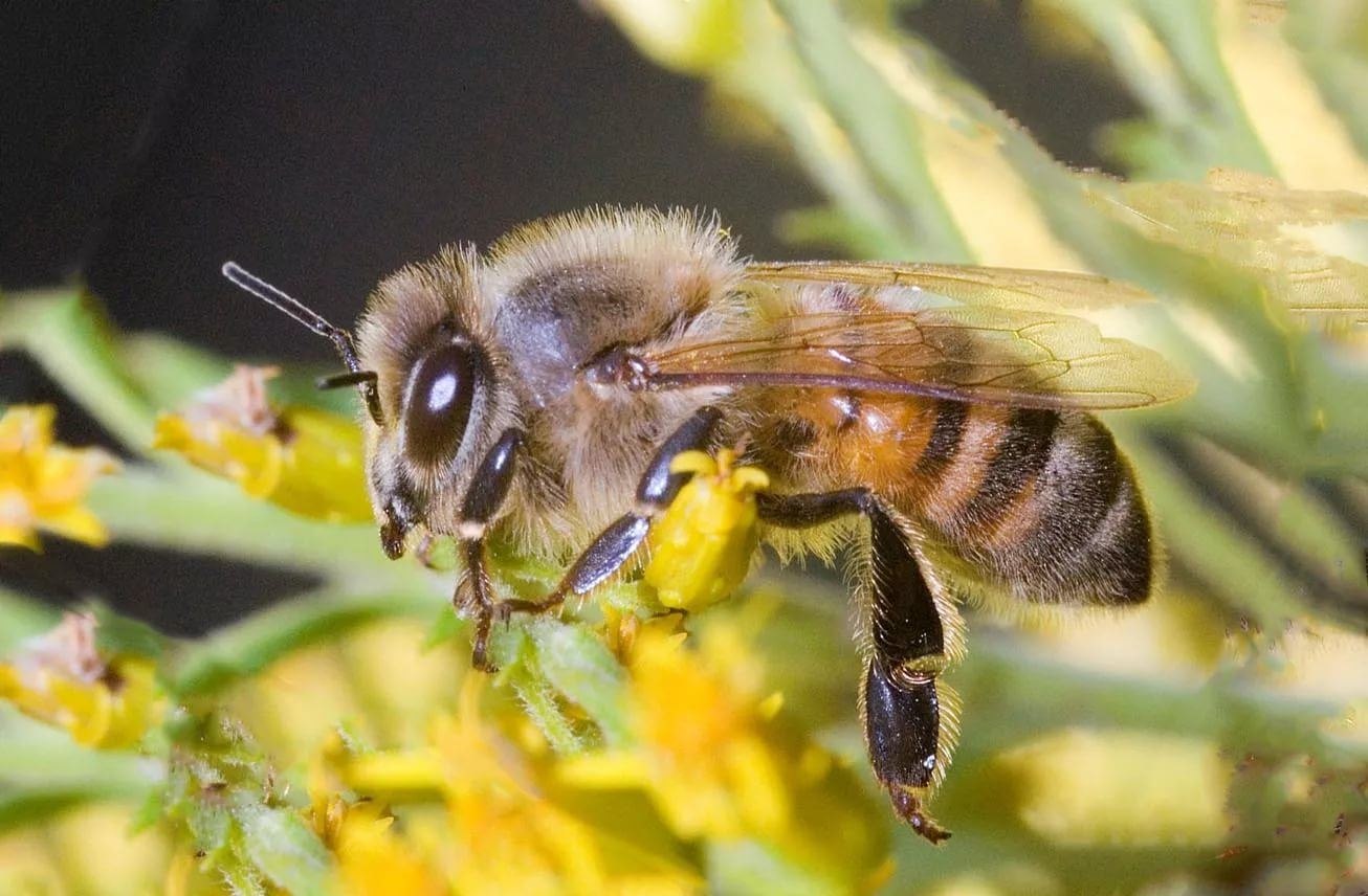 В целях предотвращения гибели пчёл в период медоноса текущего года следует соблюдать ряд правил.